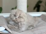 Susana - Scottish Fold Kitten For Sale - Los Angeles&comma; CA&comma; US