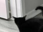 No name - Domestic Kitten For Adoption - San Bernardino&comma; CA&comma; US