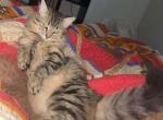 Priscilla - American Longhair Cat For Adoption - Fort Worth&comma; TX&comma; US