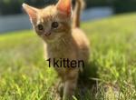 Price negotiable - Domestic Kitten For Sale - Brownstown Township&comma; MI&comma; US