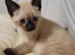 Evie - Siamese Kitten For Sale - 