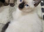 Dax - Siamese Kitten For Sale - Oh City&comma; OH&comma; US
