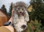 Poly August Litter - Polydactyl Kitten For Sale - Absarokee&comma; MT&comma; US