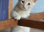 Scottish Fold Manx Polydactyl Male 2 - Scottish Fold Kitten For Sale - Mokelumne Hill&comma; CA&comma; US