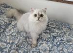 Jr Almaz - Scottish Fold Kitten For Sale - Cleveland&comma; OH&comma; US