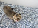 Jr Prince - Scottish Fold Kitten For Sale - Cleveland&comma; OH&comma; US