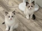 Lukah - Ragdoll Kitten For Sale - FL&comma; US