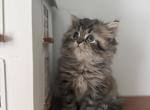 Tj - Persian Kitten For Sale - 