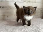 Franklin - Ragdoll Kitten For Sale - 