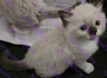 Luke Seal Mitted Ragdoll Kitten - Ragdoll Kitten For Sale - Amherst&comma; NY&comma; US