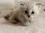 Dolly - Ragdoll Kitten For Sale - 