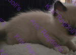 Mort Chocolate Mitted Ragdoll Kitten - Ragdoll Kitten For Sale - 