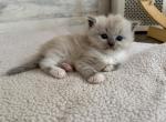 Meeko - Ragdoll Kitten For Sale - 