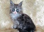 Blue eyed black silver Maine Coon Boy - Maine Coon Kitten For Sale - Chicago&comma; IL&comma; US