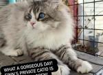 Finn - Siberian Cat For Sale - Belchertown&comma; MA&comma; US