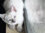SIAMESE GIRL JULY 26 - Siamese Kitten For Sale - Bryan&comma; TX&comma; US