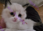 Clark Seal Bicolor Ragdoll Kitten - Ragdoll Kitten For Sale - Amherst&comma; NY&comma; US