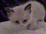 Kara Seal Bicolor Ragdoll Kitten - Ragdoll Kitten For Sale - Amherst&comma; NY&comma; US