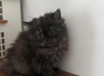 Chunk - Persian Kitten For Adoption - 