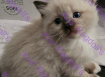 Biggie Rare Seal Tortie Mitted Ragdoll Kitten - Ragdoll Kitten For Sale - Amherst&comma; NY&comma; US