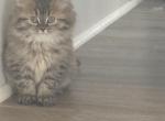 Mellow - Persian Kitten For Sale - 