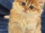 Arnold - British Shorthair Kitten For Sale - Matthews&comma; NC&comma; US