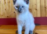 Cr&egrave;me Br&ucirc;l&eacute;e - Domestic Kitten For Sale - 