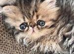 Freckles - Ragdoll Kitten For Sale - 