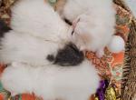 White Persian Kittens for Holidays reserve now - Persian Kitten For Sale - CA&comma; US
