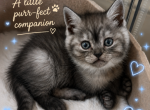Scottish straight boy - Scottish Straight Kitten For Adoption - Minneapolis&comma; MN&comma; US