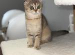 Storm - Scottish Fold Kitten For Sale - Rahway&comma; NJ&comma; US