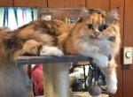 Callies babies - Ragdoll Kitten For Sale - Howell&comma; MI&comma; US