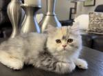 Bella - Persian Kitten For Sale - 