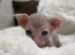 Silver Swirl Male - Sphynx Kitten For Sale - CO&comma; US