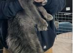 Gunner & Groot - Maine Coon Cat For Sale - 