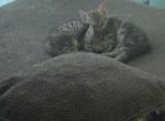 Kitten - Himalayan Kitten For Sale - Canton&comma; OH&comma; US