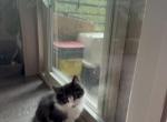 Looking for new home kittens - Domestic Kitten For Sale - Morrison&comma; CO&comma; US