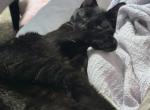 S - Domestic Cat For Sale - Maryville&comma; MO&comma; US
