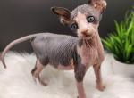 Sphynx kitten - Sphynx Kitten For Sale - Warsaw&comma; MO&comma; US