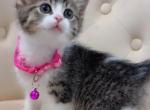 Kittens ready for homes - American Shorthair Kitten For Sale - Dearborn Heights&comma; MI&comma; US