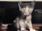 Bella - Domestic Kitten For Sale - 