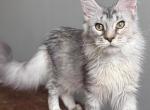 Tina - Maine Coon Kitten For Sale - Las Vegas&comma; NV&comma; US