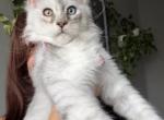 Tibet odd eyed - Maine Coon Kitten For Sale - Las Vegas&comma; NV&comma; US