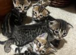 Exotic Scottish Folds - Scottish Fold Kitten For Sale - North Brunswick Township&comma; NJ&comma; US
