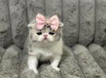 Pearlina Celestia - Exotic Kitten For Sale - Roseville&comma; CA&comma; US