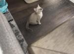 June - Bengal Kitten For Sale - Norlina&comma; NC&comma; US
