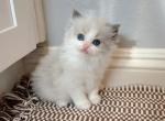 Bella Blue Bicolor - Devon Rex Kitten For Sale - Fontana&comma; CA&comma; US