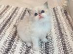 Benny - Ragdoll Kitten For Sale - Fontana&comma; CA&comma; US