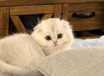 Lindsay - Scottish Fold Kitten For Sale - Greensboro&comma; NC&comma; US