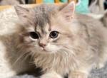 Lady - British Shorthair Kitten For Sale - Philadelphia&comma; PA&comma; US